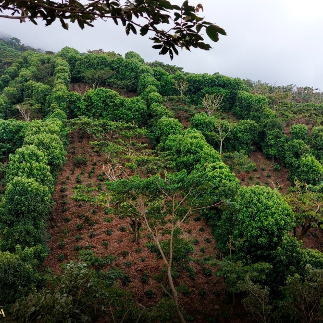 Finca Altamira - Natural